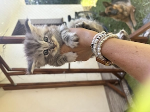 Main Coon kölyökcicák - kép 4