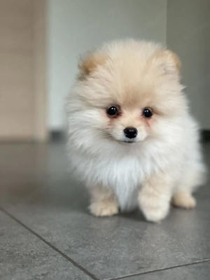 Pomerániai törpék 