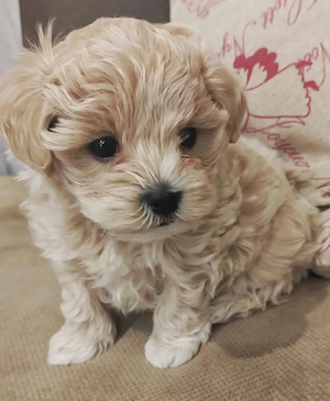 Prémium picike maltipoo - kép 3