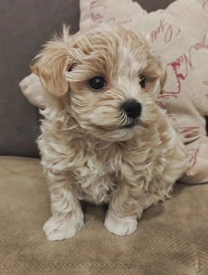 Prémium picike maltipoo - kép 4