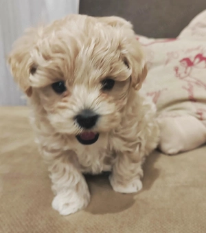 Prémium picike maltipoo - kép 5