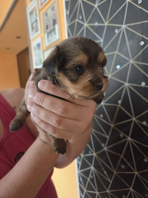 Yorkshire  Terrier - kép 4