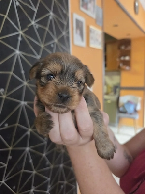 Yorkshire  Terrier - kép 3