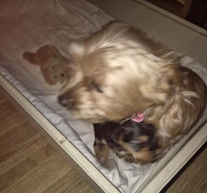 Yorkshire  Terrier - kép 5