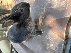 Törpe nyuszik gazdit keresnek  - kép 3