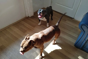 Amerikai Bully kölyök  - kép 4