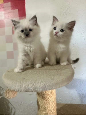 Nemzetkozi első Ragdoll anyuka babái foglalhatók - kép 2
