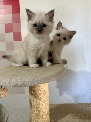 Nemzetkozi első Ragdoll anyuka babái foglalhatók - kép 3