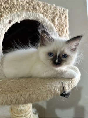 Nemzetkozi első Ragdoll anyuka babái foglalhatók - kép 7