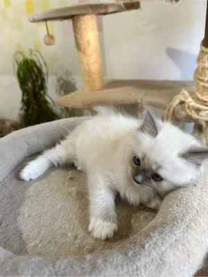 Nemzetkozi első Ragdoll anyuka babái foglalhatók - kép 6