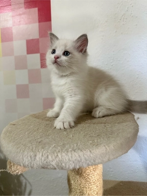 Nemzetkozi első Ragdoll anyuka babái foglalhatók - kép 5