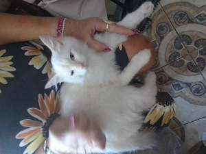 Ragdoll3honapos kandur - kép 2