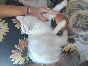 Ragdoll3honapos kandur - kép 3