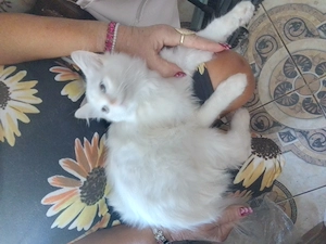 Ragdoll3honapos kandur - kép 4