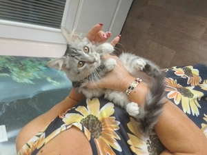 Maine coon 3honapos kandur