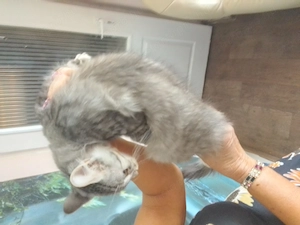 Maine coon 3honapos kandur - kép 5