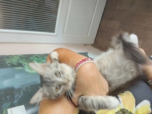 Maine coon 3honapos kandur - kép 4
