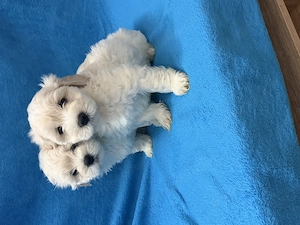 Maltipoo kiskutyák  - kép 4