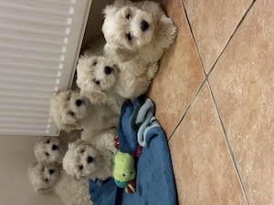 Maltipoo kiskutyák  - kép 3