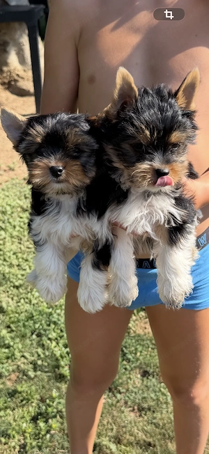 Biewer Yorkie Kisfiu  - kép 3
