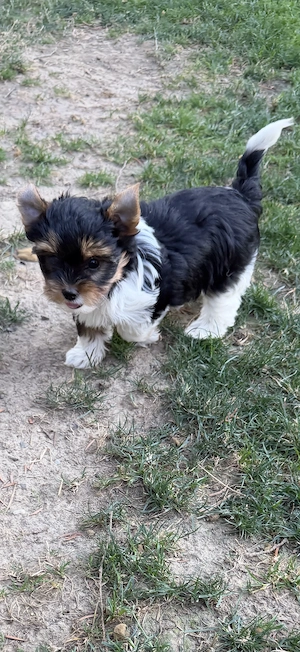 Biewer Yorkie Kisfiu  - kép 4