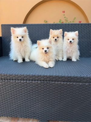 Pomerániai Törpe Spitz kiskutyák Pomerániai Törpespicc kiskutyák