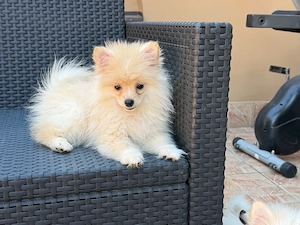 Pomerániai Törpe Spitz kiskutyák Pomerániai Törpespicc kiskutyák - kép 2