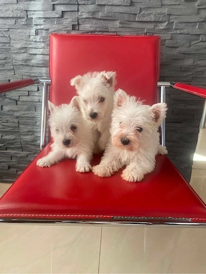 Westie kiskutyák