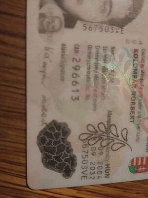 Eladó Bishon havanesse kölyök kutyusok  - kép 4