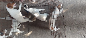 Eladó jack Russell kis kutyák  - kép 4