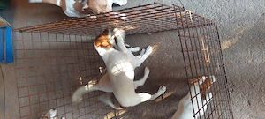 Eladó jack Russell kis kutyák  - kép 3