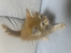 Maine Coon kislány cica - kép 4