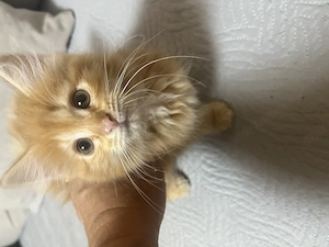 Maine Coon kislány cica - kép 5