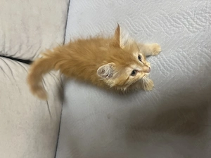 Maine Coon kislány cica - kép 2