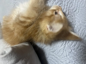 Maine Coon kislány cica - kép 3