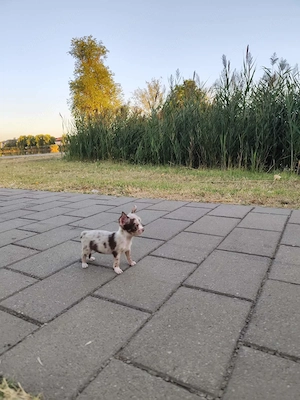 Mini méretű Csivava-Chihuahua kislány  - kép 2