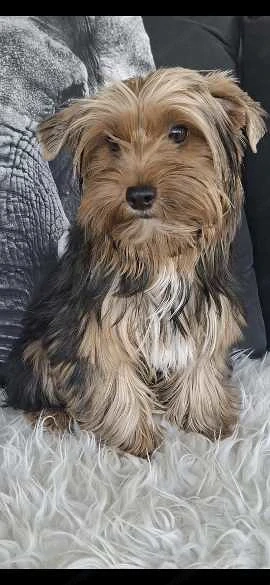 Colorful Yorkshire Terrier