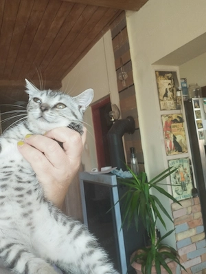 Brit whiskas cica - kép 2