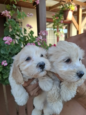 Maltipoo fajtatiszta jellegű kiskutyák foglalhatóak  - kép 8