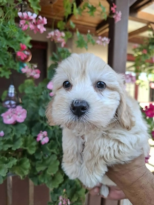 Maltipoo fajtatiszta jellegű kiskutyák foglalhatóak  - kép 3