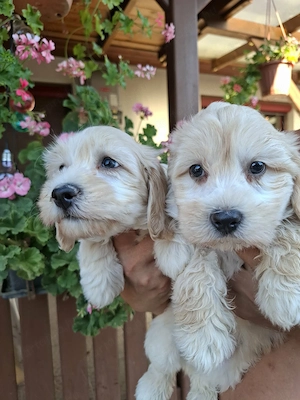 Maltipoo fajtatiszta jellegű kiskutyák foglalhatóak  - kép 9