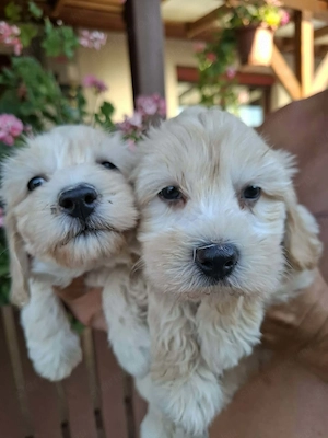 Maltipoo fajtatiszta jellegű kiskutyák foglalhatóak  - kép 7