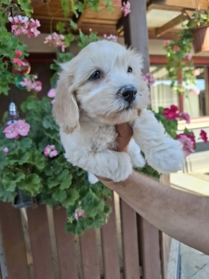 Maltipoo fajtatiszta jellegű kiskutyák foglalhatóak  - kép 4