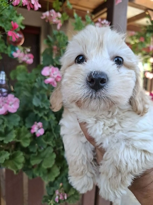 Maltipoo fajtatiszta jellegű kiskutyák foglalhatóak  - kép 2