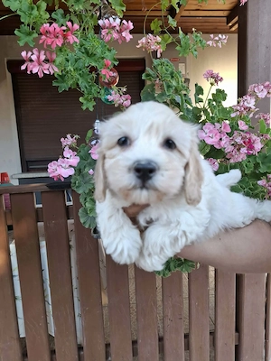 Maltipoo fajtatiszta jellegű kiskutyák foglalhatóak  - kép 5
