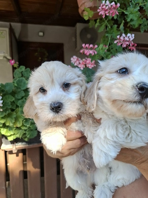 Maltipoo fajtatiszta jellegű kiskutyák foglalhatóak  - kép 10