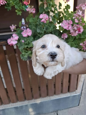 Maltipoo fajtatiszta jellegű kiskutyák foglalhatóak  - kép 6