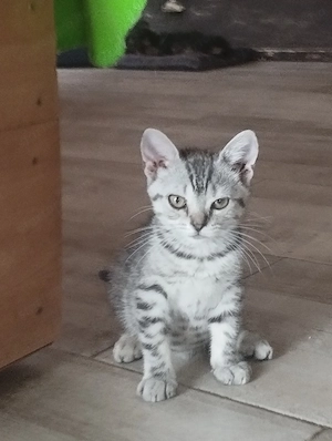 Brit whiskas cica - kép 3