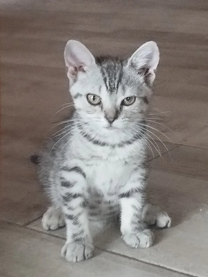 Brit whiskas cica - kép 4
