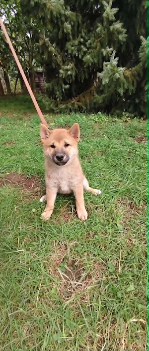 Gyönyörű törzskönyvezett Shiba Inu kiskutyák - kép 3